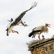 Cigogne blanche