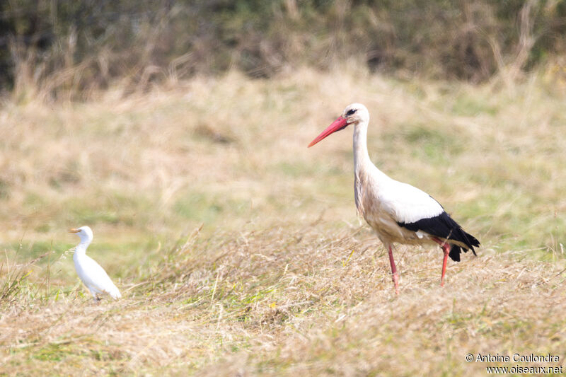 Cigogne blancheadulte, pêche/chasse