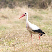 White Stork