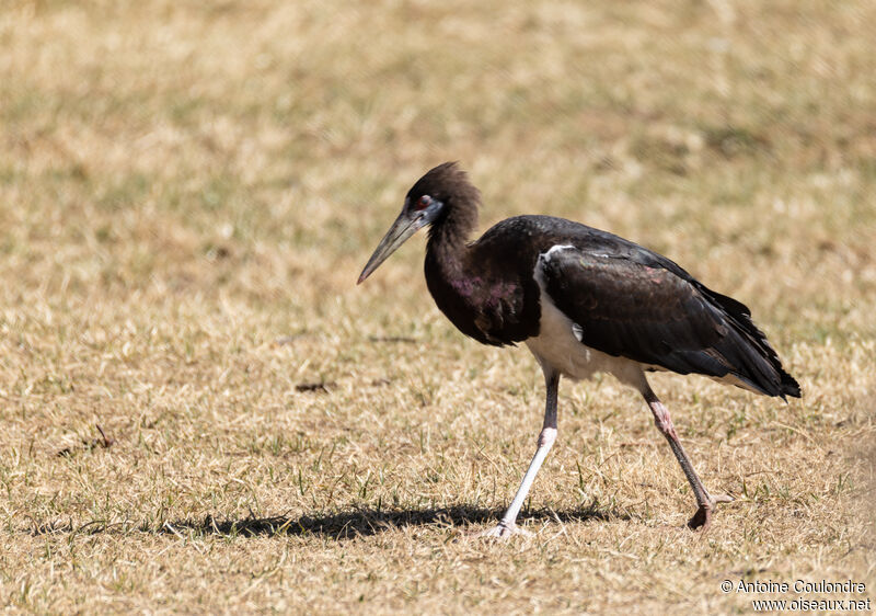 Abdim's Storkadult, fishing/hunting