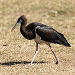 Cigogne d'Abdim