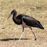 Abdim's Stork