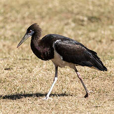 Cigogne d'Abdim