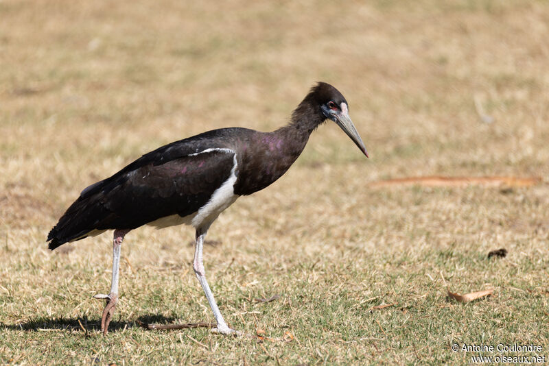 Cigogne d'Abdimadulte, pêche/chasse