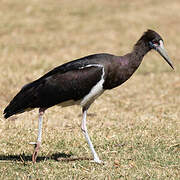 Cigogne d'Abdim