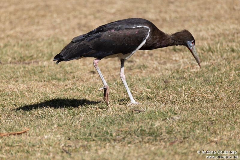 Cigogne d'Abdimadulte, pêche/chasse