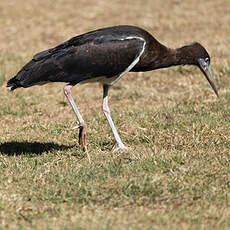 Cigogne d'Abdim