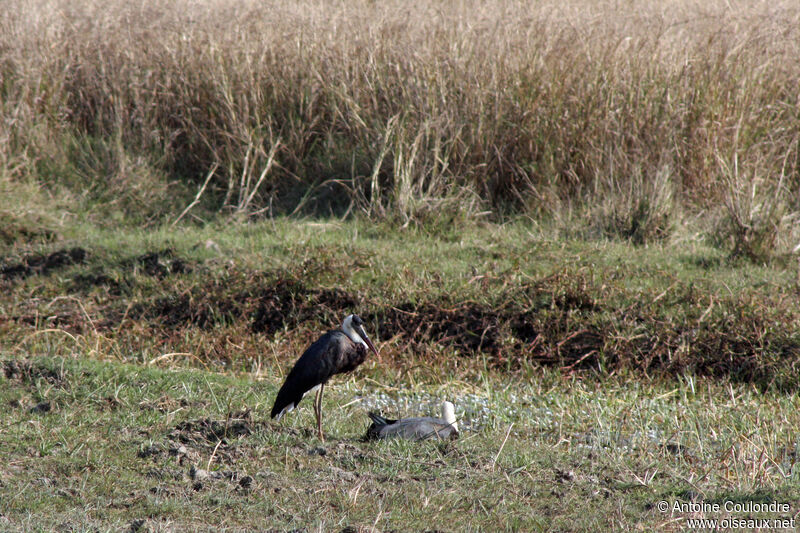 Cigogne épiscopaleadulte