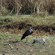 Asian Woolly-necked Stork