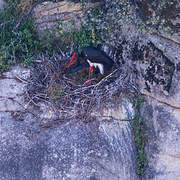 Black Stork