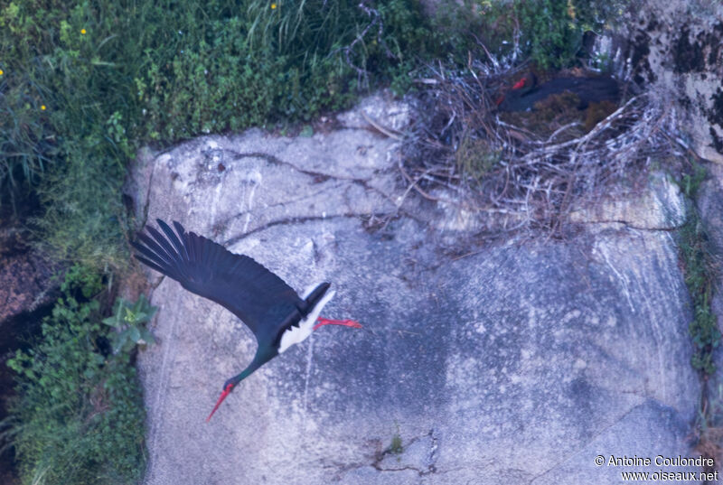 Cigogne noireadulte nuptial, Nidification