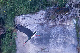 Black Stork