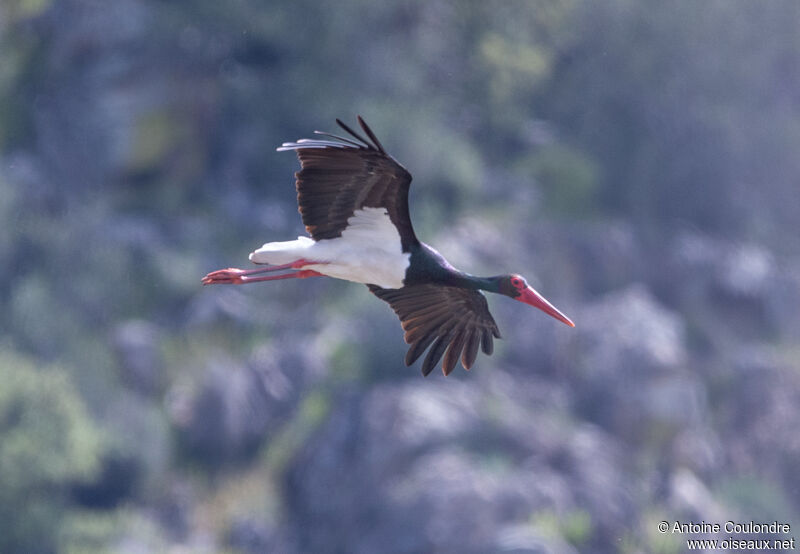 Cigogne noireadulte nuptial, Vol