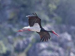 Cigogne noire