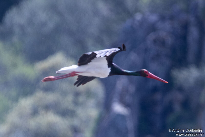 Black Storkadult breeding, Flight