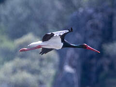 Cigogne noire