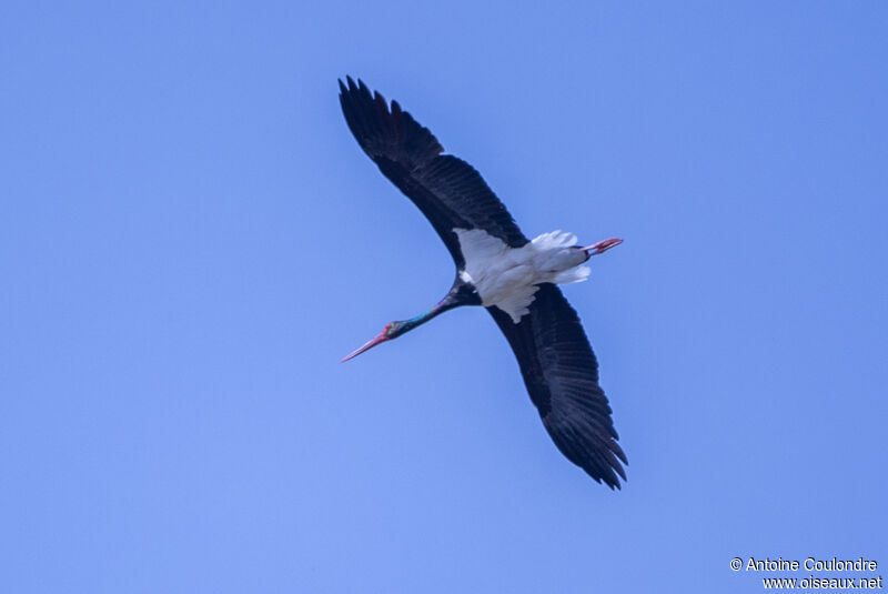 Cigogne noireadulte nuptial