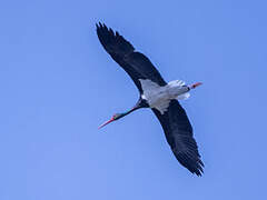 Black Stork