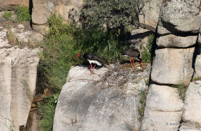 Black Storkadult breeding, Reproduction-nesting