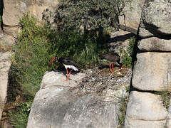 Black Stork