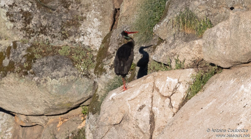 Black Storkadult breeding