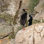 Cigogne noire