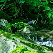 White-throated Dipper