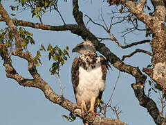 Black-chested Snake Eagle