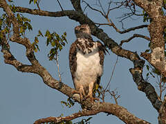 Black-chested Snake Eagle