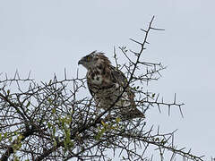 Black-chested Snake Eagle