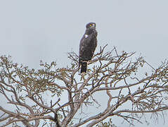 Brown Snake Eagle