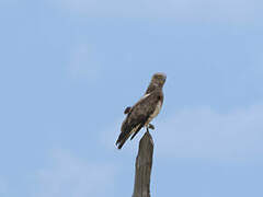 Short-toed Snake Eagle