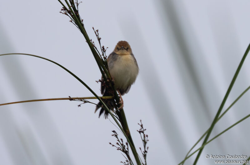 Red-pate Cisticolaadult