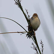 Red-pate Cisticola