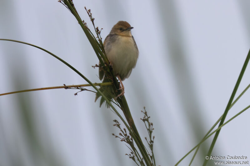 Red-pate Cisticolaadult