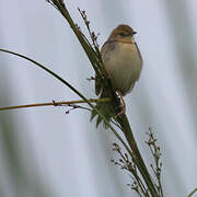 Red-pate Cisticola