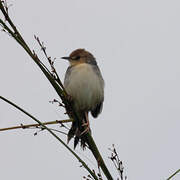 Red-pate Cisticola