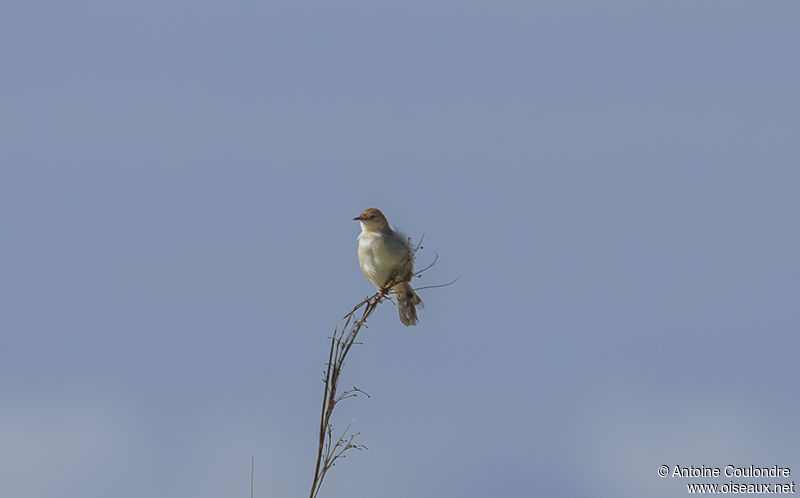 Red-pate Cisticolaadult