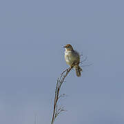 Red-pate Cisticola