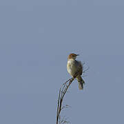 Red-pate Cisticola