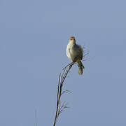 Red-pate Cisticola