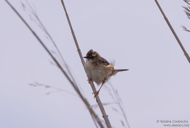 Zitting Cisticola male adult breeding, song