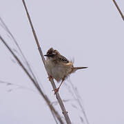 Zitting Cisticola