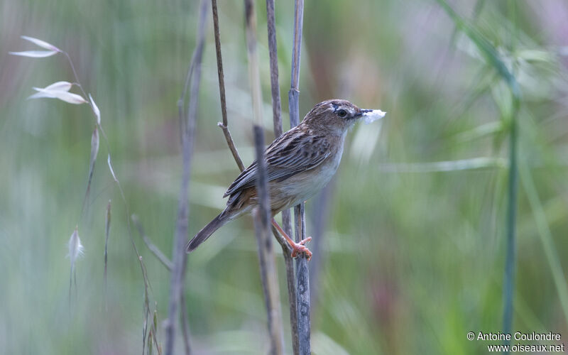 Zitting Cisticolaadult breeding, Reproduction-nesting