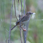 Zitting Cisticola