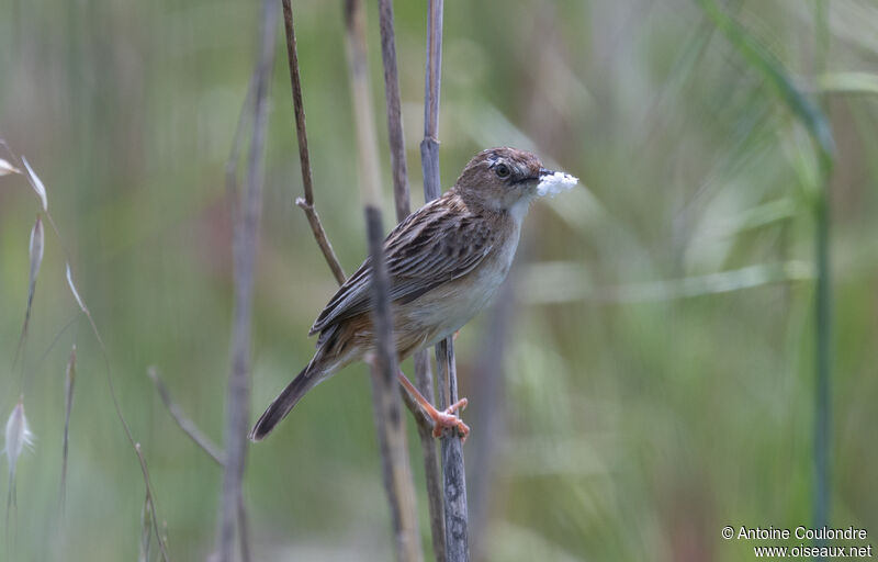 Zitting Cisticolaadult breeding, Reproduction-nesting