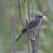 Zitting Cisticola