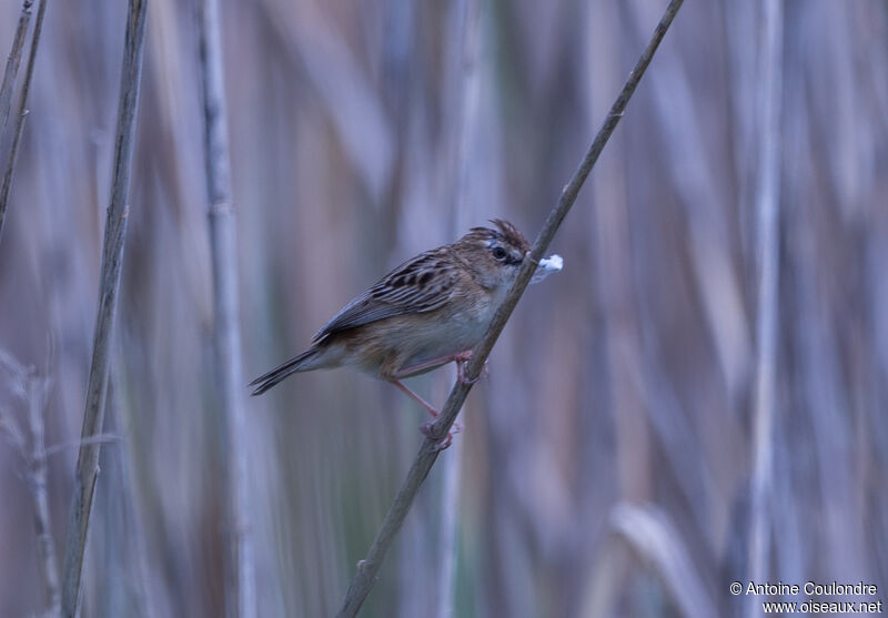 Zitting Cisticolaadult breeding, Reproduction-nesting