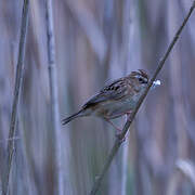 Zitting Cisticola