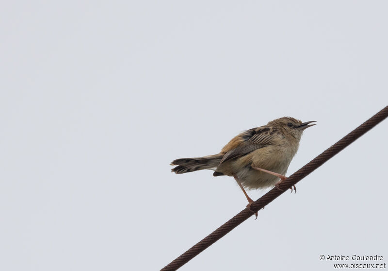 Zitting Cisticola male adult breeding, song